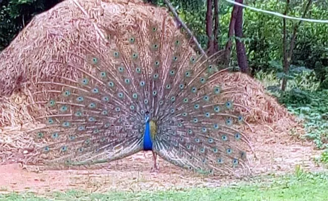 Peacock Dance In Kosgi - Sakshi