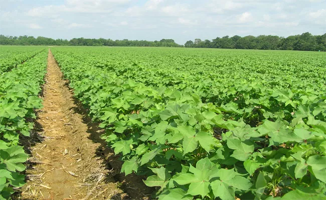 Farmers Interested Cotton Crops In Karimnagar - Sakshi