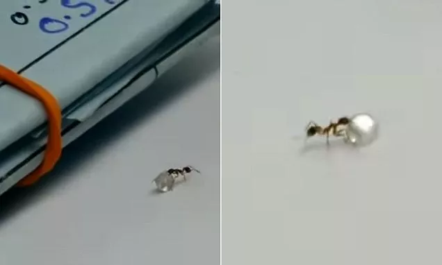 Viral Video: Tiny Ant Walking Off With Large Diamond - Sakshi