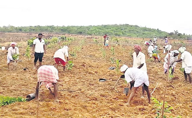 Haritha Haram In Forest - Sakshi