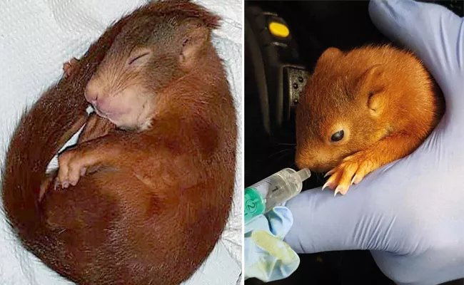 Baby Squirrel Chased A Man In Germany - Sakshi