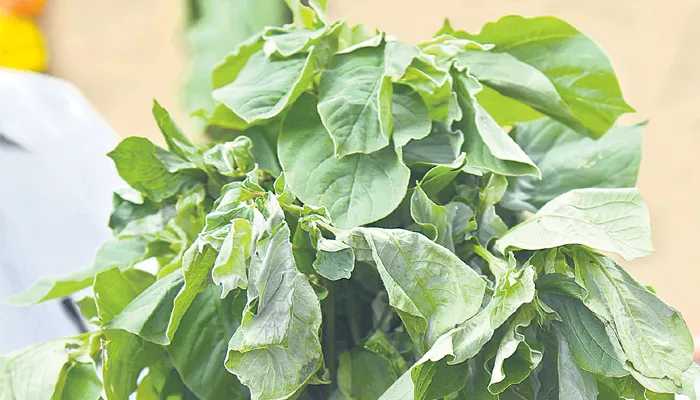 Green leafy vegetables good for health - Sakshi