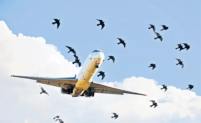 Birds Problem In Samshabad Airport hyderabad - Sakshi