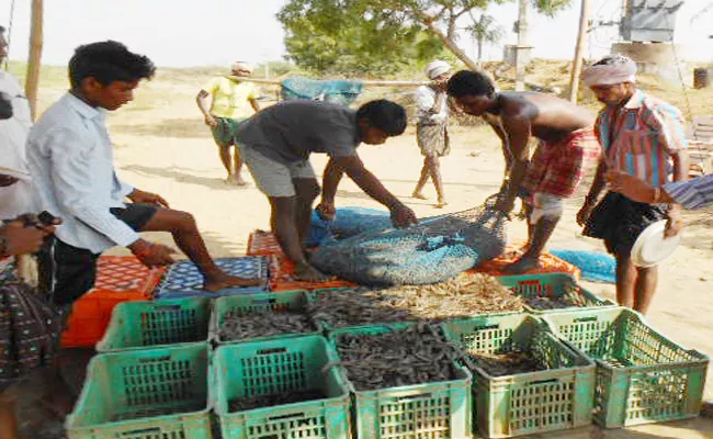 Shrimp prices Hikes In PSR Nellore - Sakshi