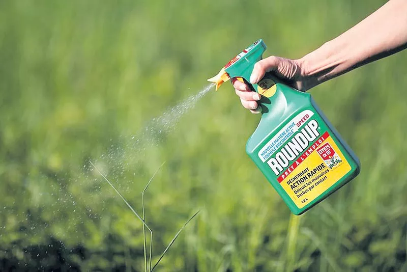 US courts to decide if weedkiller gave groundsman cancer - Sakshi