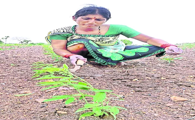 Heavy Rains In Telangana Farmers Happiness Mahabubnagar - Sakshi