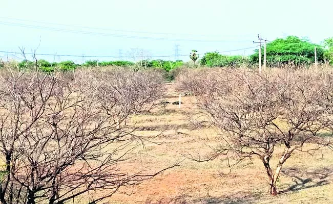 PC Palli Fruit Garden Farmers Problems In Prakasam - Sakshi