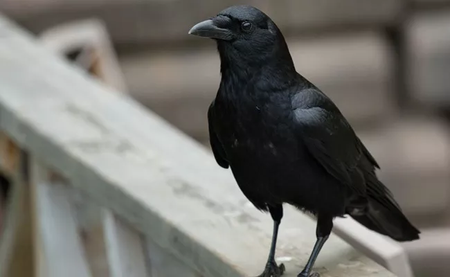 Crow Clean Waste In France - Sakshi