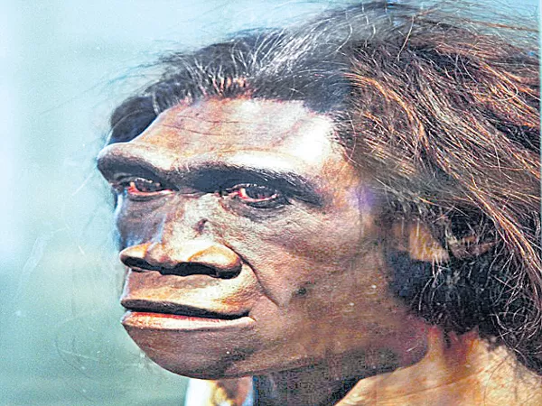 Homo erectus was the longest travellers  - Sakshi