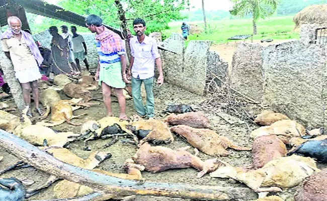 65 Sheeps Died By Dog Bite - Sakshi