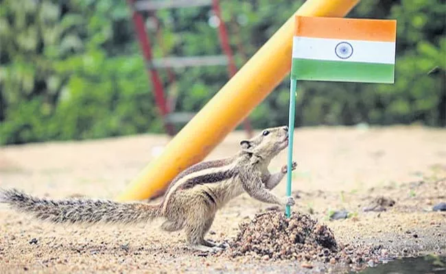 Squirrel Patriotism - Sakshi