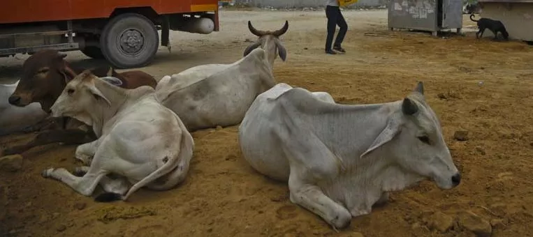 Mob kills one, injures three in Assam over suspicion of cow theft - Sakshi