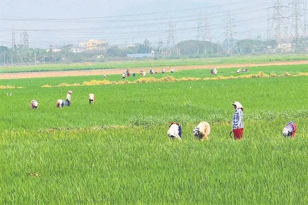 Organic University Set Up In Gujarat - Sakshi