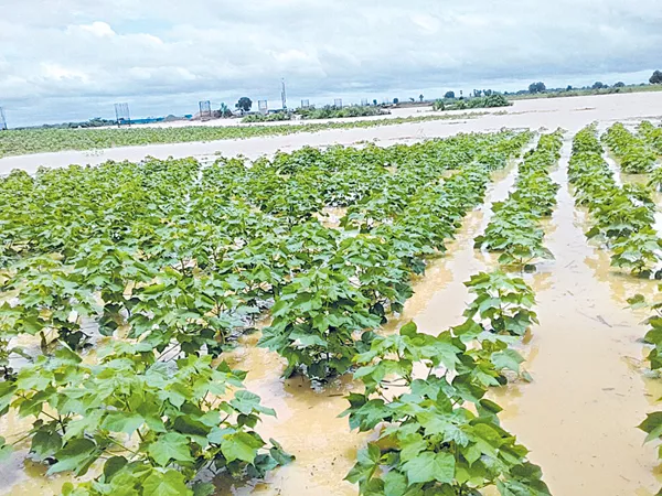 Crops loss in millions of acres At Joint Adilabad District - Sakshi