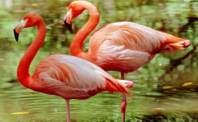 Scientists Find The Reason For Flamingos Stand On Leg - Sakshi