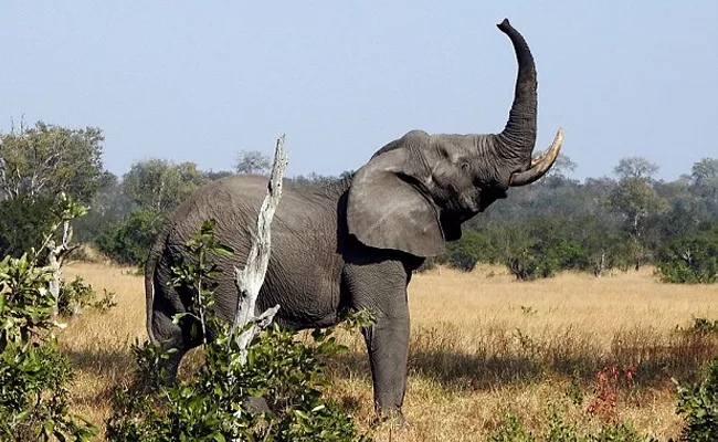 Elephant Stands on Legs for Tree Leaves - Sakshi