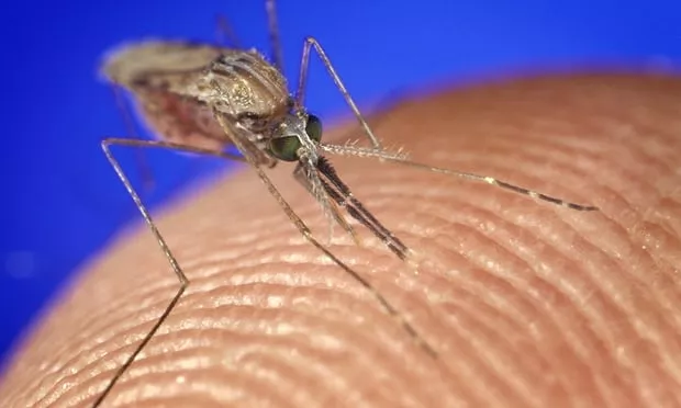 Dengue fever outbreak halted by release of special mosquitoes - Sakshi