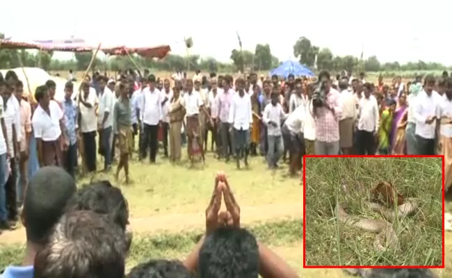 Snake Died In Durgada Village East Godavari - Sakshi