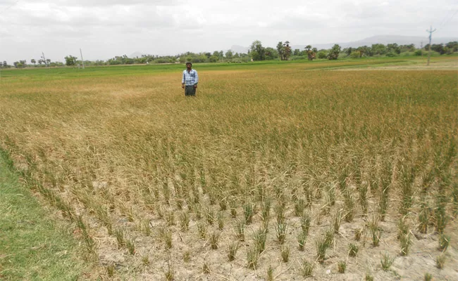 Katie Croft Drought In Nellore - Sakshi