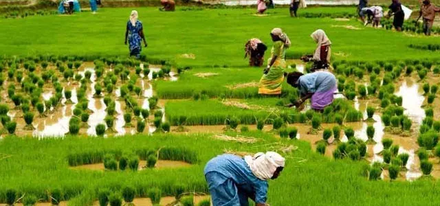 Only 23% of rural income from farming, reveals NABARD 2016-17 survey - Sakshi