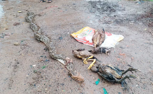 Python Snake Swallow Hens In Guntur - Sakshi