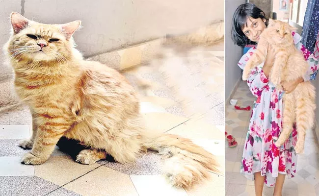 Foreign Cat In Siddipet - Sakshi