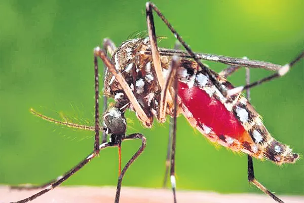 Malaria in the agency and Dengue at city - Sakshi