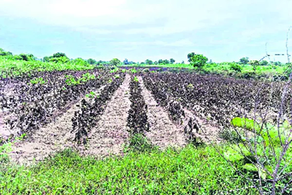 Heavy Rains To Crop Damage In Adilabad - Sakshi