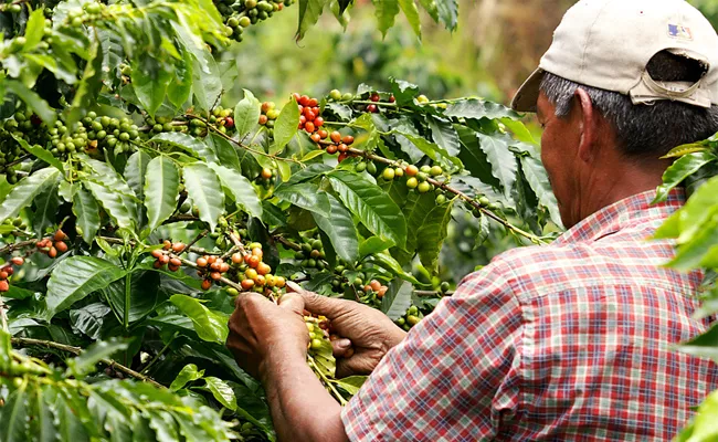 Coffee Production Affected By Floods In Kerala And Karnataka - Sakshi