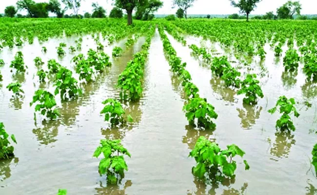 Crop Collapsed By Rain - Sakshi