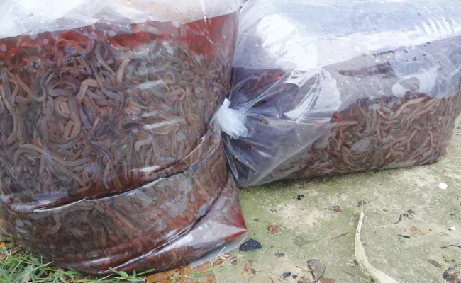 Earthworms Smuggling In PSR Nellore - Sakshi