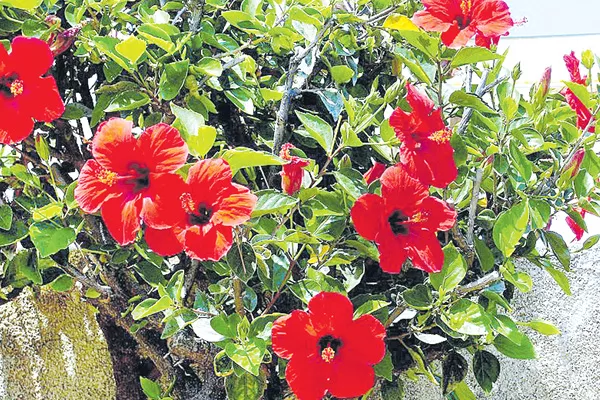 Importance of Hibiscus - Sakshi