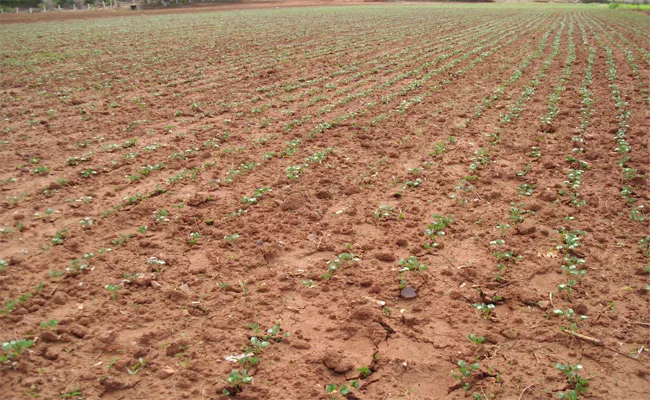 Crop Damage Survey In YSR Kadapa - Sakshi