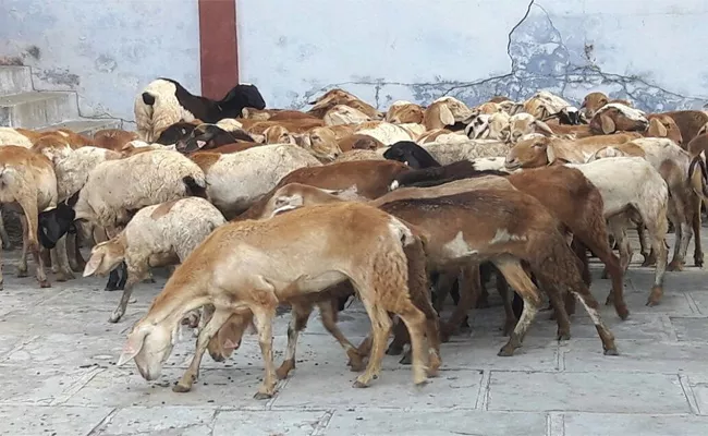 Telangana Government Sheep Distribution Scheme In Karimnagar - Sakshi