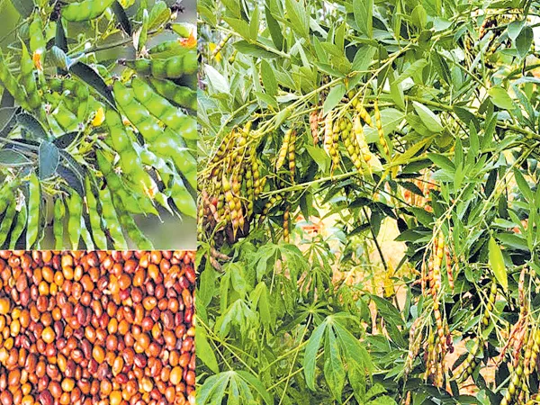 Buy the kharif pigeon pea 75% - Sakshi