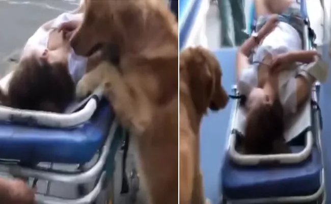 Dog Refuses To Leave Its Owner When She Unconscious - Sakshi