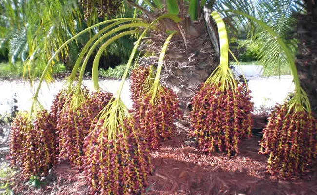 Awareness Camps For Nellore Farmers - Sakshi