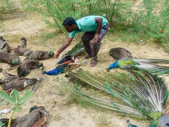 43 Peacocks Die After Eating Posionous Food - Sakshi