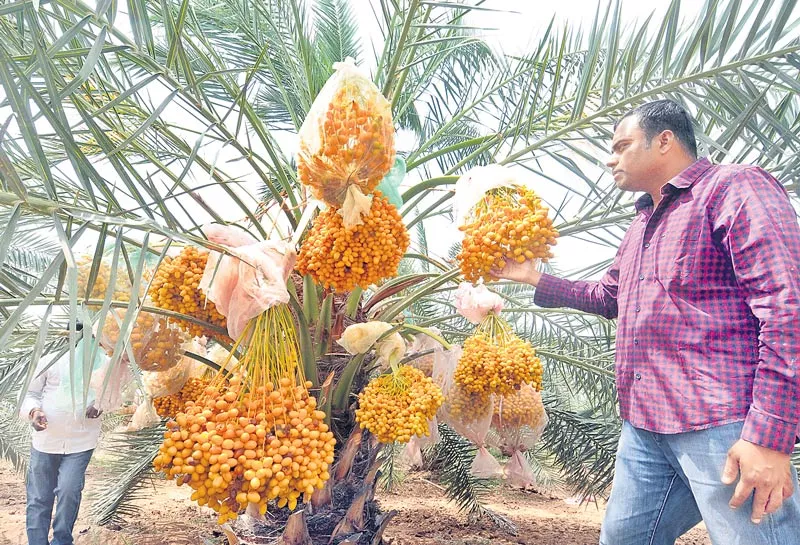 date palm crop in Drought - Sakshi