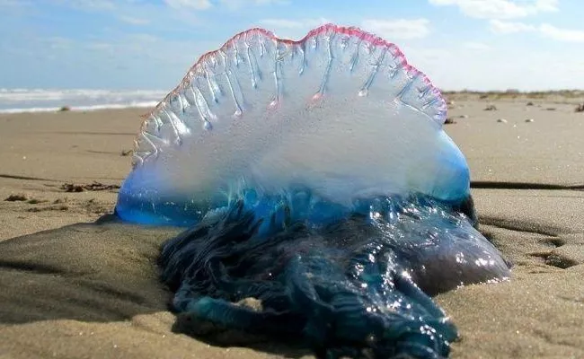 Blue Bottle Jellyfish Attacks At Mumbai Beaches - Sakshi