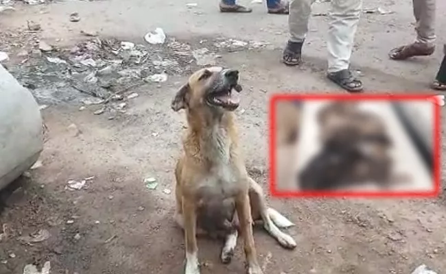 Dog Puppies Beheaded in Puranapul Area - Sakshi