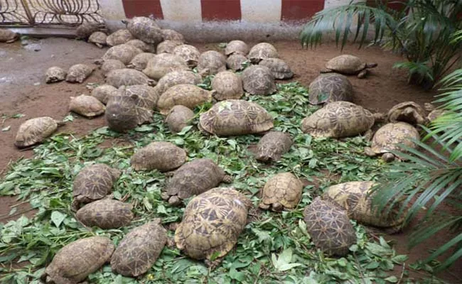 Turtles Outside Of The Temple - Sakshi