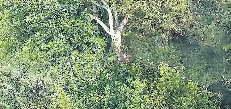 Jadav Payeng Planted A Tree Every Day On A Desolate Island For 40 years - Sakshi