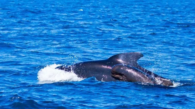 Whale Swimming With Her Dead Calf - Sakshi