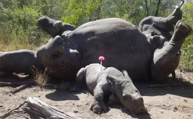 Rhino Killed By Poachers In Kruger National Park - Sakshi