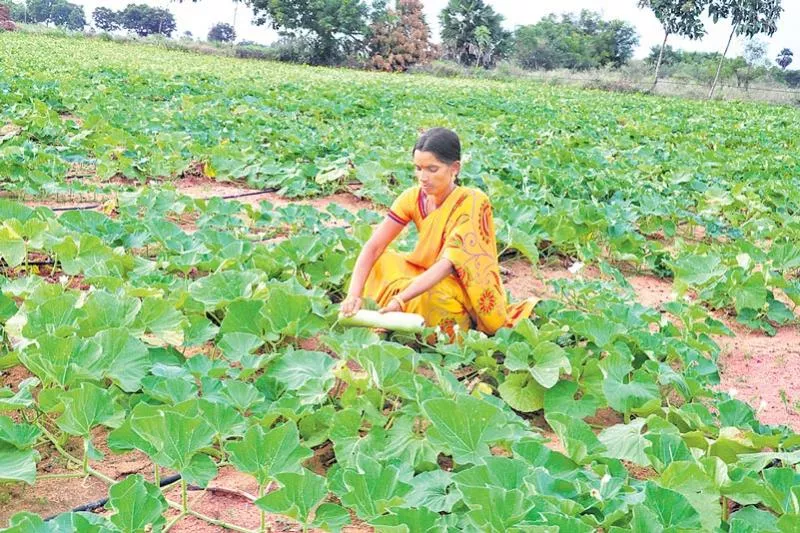 Health and income with Nature farming - Sakshi