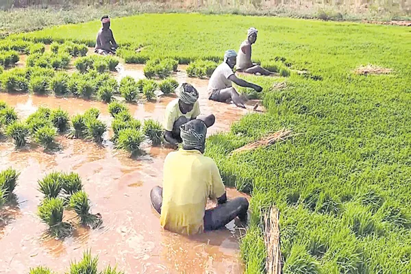 Paddy cultivation was beyond the expectations - Sakshi