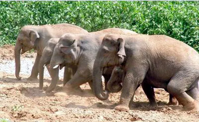 Elephants Attack On YSR Kadapa Villages - Sakshi