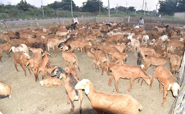 Sheep Distribution Scheme In Telangana - Sakshi