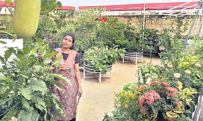 Model Terrace Kitchen Garden - Sakshi